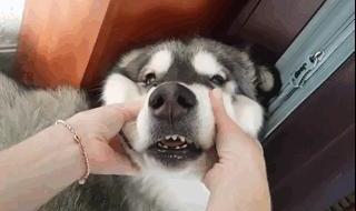 你摸摸看它有多想你