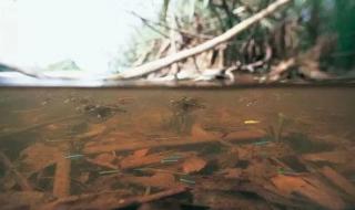 花语是向死而生的花 花语是向死而生的花